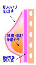 バスト